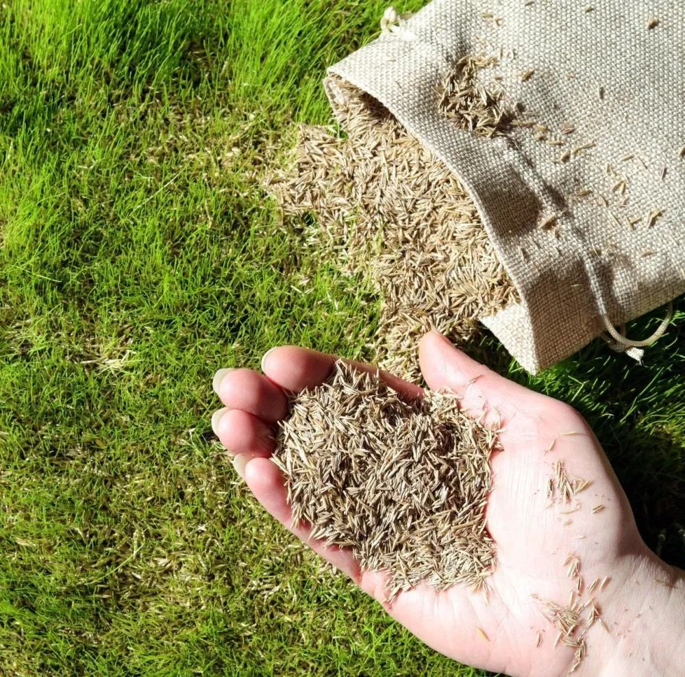 Boostez la densité de votre pelousewebp