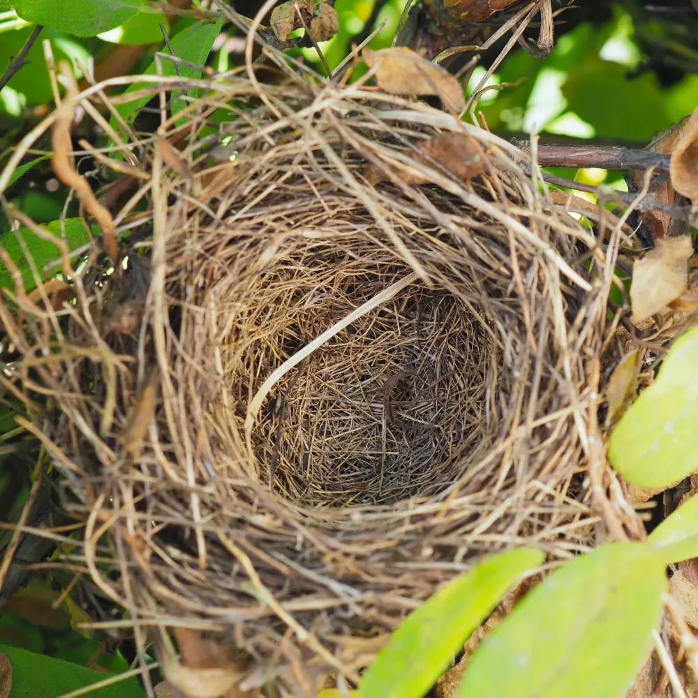 nidification des oiseaux