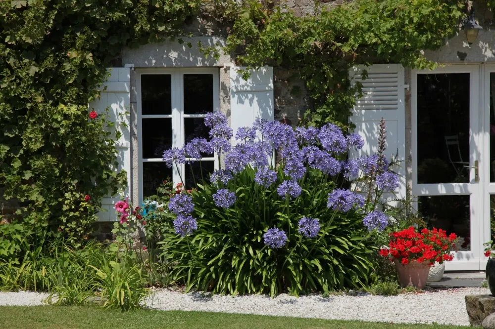 Massifs  la conception floralwebp